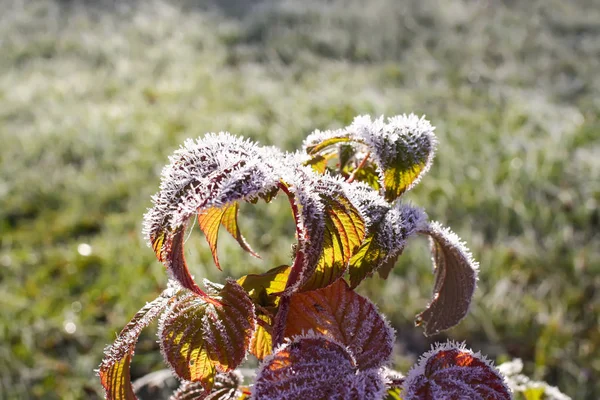 Frost auf den grünen Himbeerblättern — Stockfoto