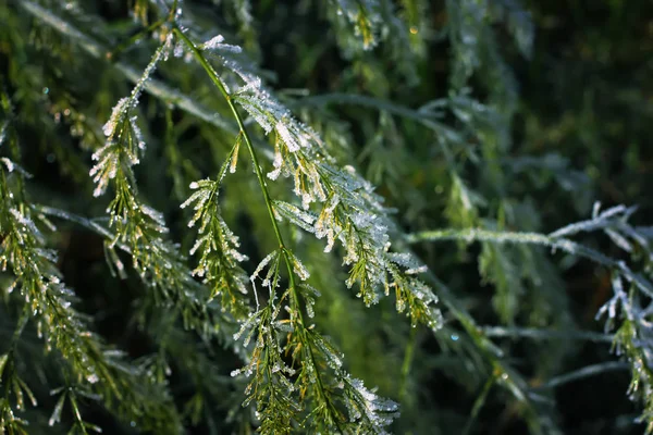 Eerste vorst in het herfstpark. Vroege ochtend in november. — Stockfoto