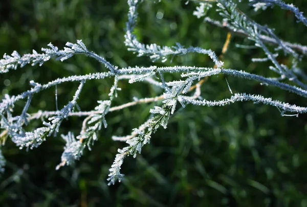 Erster Frost im Herbstpark. früher Morgen im November. — Stockfoto