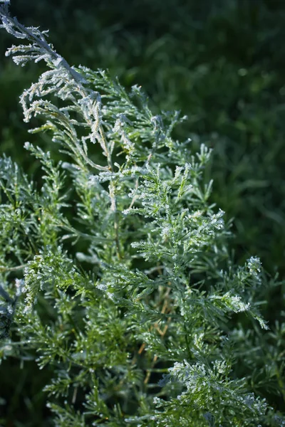 Första frosten i höstparken. Tidig morgon i november. — Stockfoto