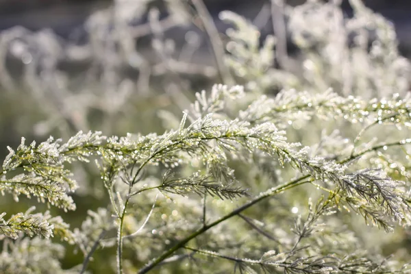 Första Frosten Höstparken Tidig Morgon November — Stockfoto