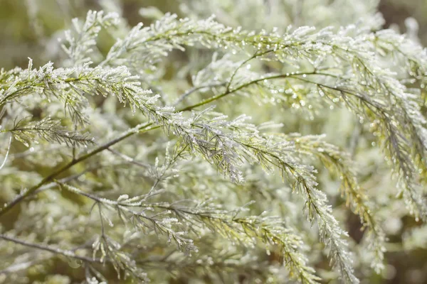 Erster Frost Herbstpark Früher Morgen November — Stockfoto