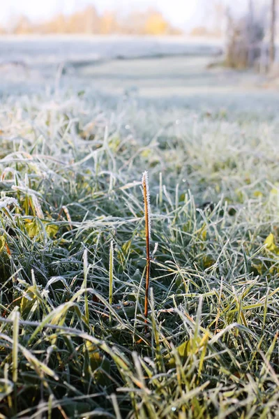 Erster Frost Herbstpark Früher Morgen November — Stockfoto