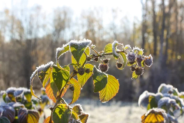 Frost Auf Grünen Blättern Der Himbeerpflanze Herbstpark — Stockfoto