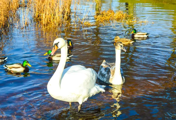 Beautiful Swans River Coast Spring East Europe — Stock Photo, Image