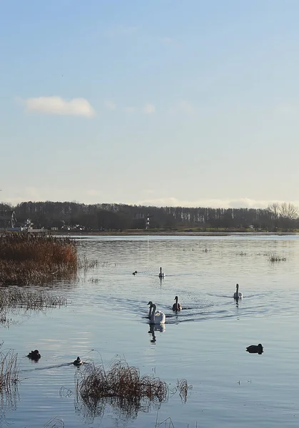 Yaban ördekleri günbatımı ışık Nehri yüzeyinde yüzme. Doğu Avrupa'nın bahar manzara.