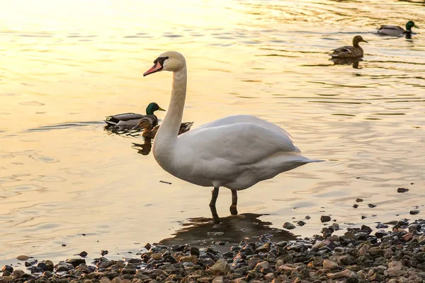 Belos Cisnes Patos Superfície Rio Pôr Sol — Fotografia de Stock