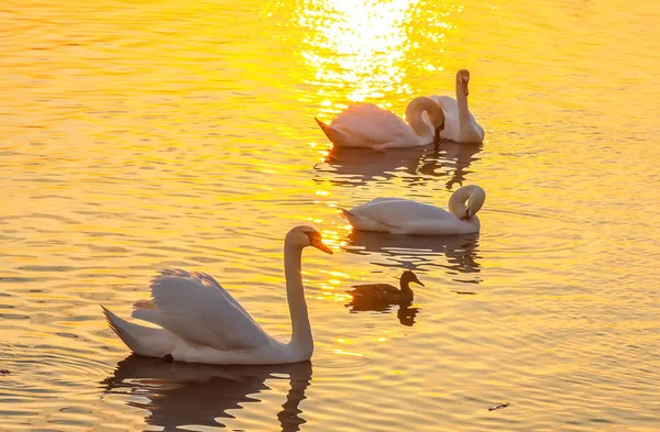 Belos Cisnes Patos Superfície Rio Pôr Sol — Fotografia de Stock