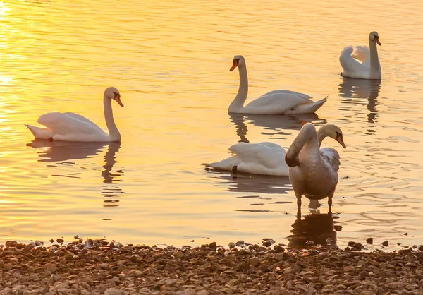 Belos Cisnes Patos Superfície Rio Pôr Sol — Fotografia de Stock