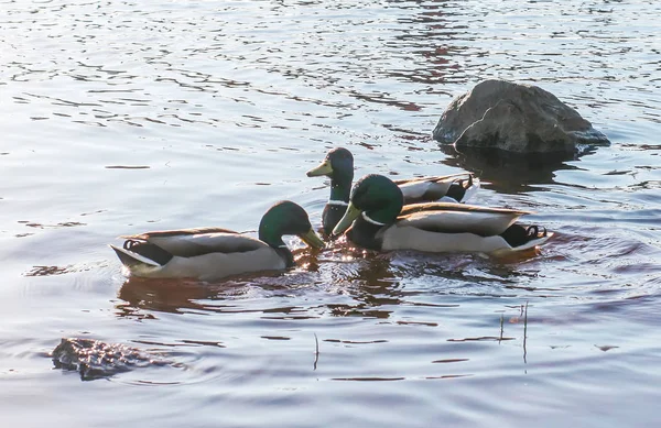 Wild Ducks Swimming River Surface Sunset Light Spring Landscape East — Stock Photo, Image