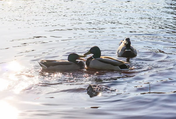 Patos Salvajes Nadando Superficie Del Río Bajo Luz Del Atardecer — Foto de Stock
