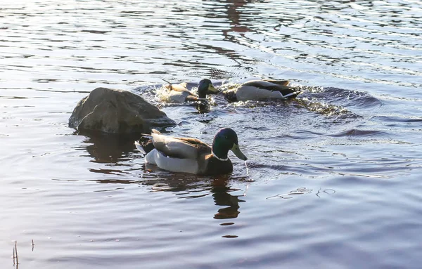 Wild ducks swimming on river surface in sunset light. Spring landscape in East Europe. — Stock Photo, Image