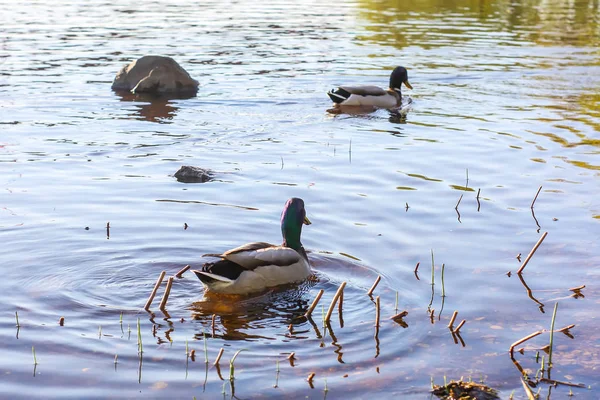 Yaban ördekleri günbatımı ışık Nehri yüzeyinde yüzme. Doğu Avrupa'nın bahar manzara. — Stok fotoğraf