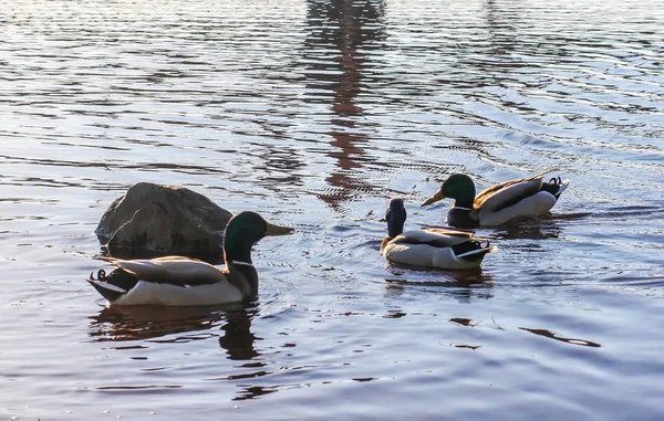 Patos salvajes nadando en la superficie del río bajo la luz del atardecer. Paisaje primaveral en Europa Oriental . — Foto de Stock