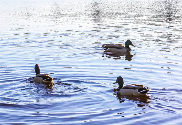 Yaban ördekleri günbatımı ışık Nehri yüzeyinde yüzme. Doğu Avrupa'nın bahar manzara. — Stok fotoğraf