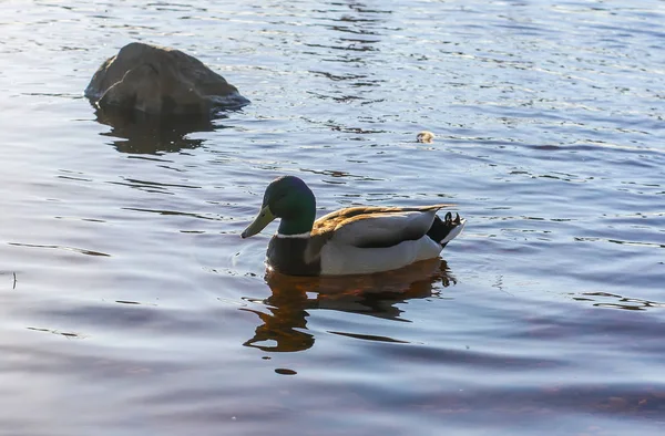 Änder simning på floden yta i solnedgången ljus. Våren landskap i östra Europa. — Stockfoto