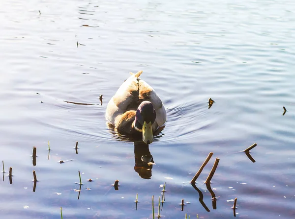 Patos salvajes nadando en la superficie del río bajo la luz del atardecer. Paisaje primaveral en Europa Oriental . —  Fotos de Stock