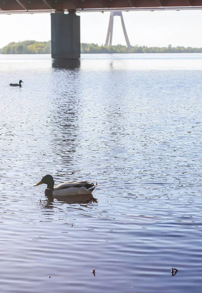 Patos salvajes nadando en la superficie del río bajo la luz del atardecer. Paisaje primaveral en Europa Oriental . — Foto de Stock