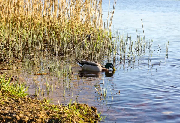 Patos salvajes nadando en la superficie del río bajo la luz del atardecer. Paisaje primaveral en Europa Oriental . — Foto de Stock