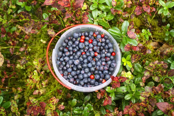 Wild blueberry in summer forest. — Stock Photo, Image