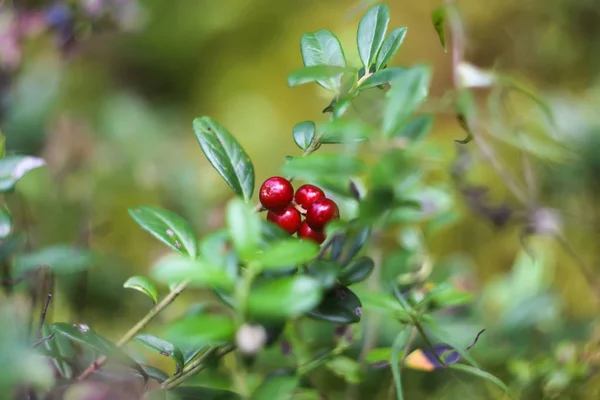 Vilda Mogna Tranbär Sommarskogen — Stockfoto