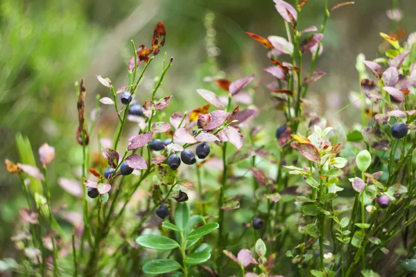 夏日森林里的野生成熟蓝莓 — 图库照片