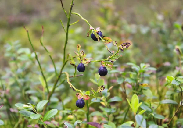 夏天森林里的野生蓝莓. — 图库照片