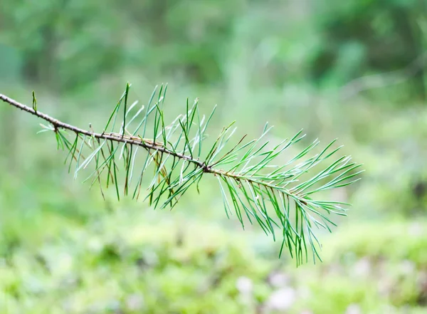 Mirtilo selvagem na floresta de verão . — Fotografia de Stock