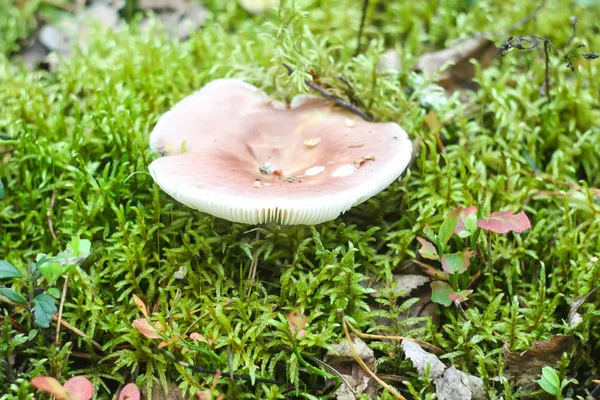 Bleuets sauvages dans la forêt d'été . — Photo