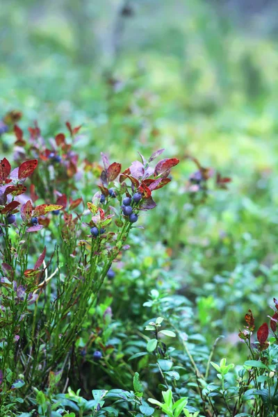 Wilde bosbes in het zomerwoud. — Stockfoto