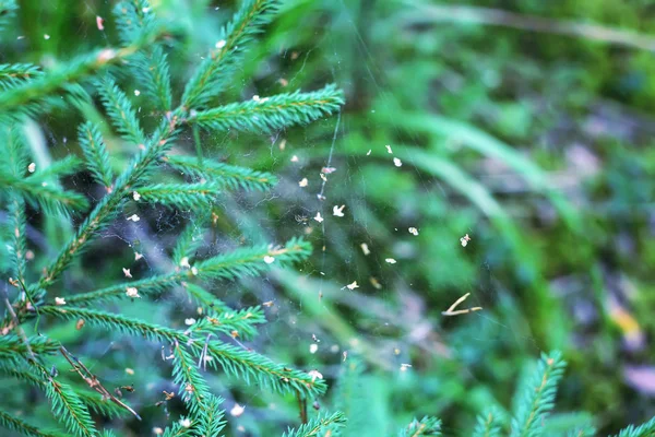 Bleuets Mûrs Sauvages Dans Forêt Été — Photo