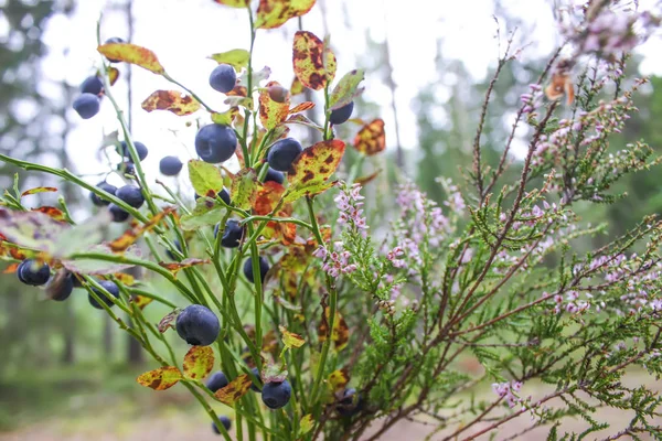 夏日森林里的野生成熟蓝莓 — 图库照片
