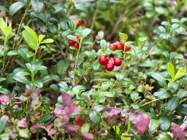 Wild Ripe Cranberries Summer Forest — 스톡 사진