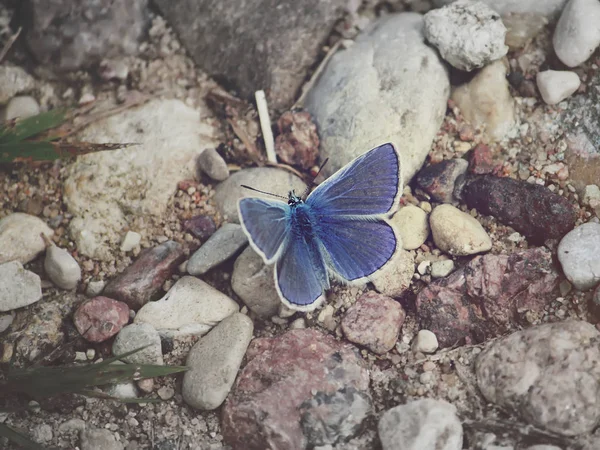 Papillon Bleu Sur Sol Polyommatus Icarus Papillon Bleu Commun — Photo