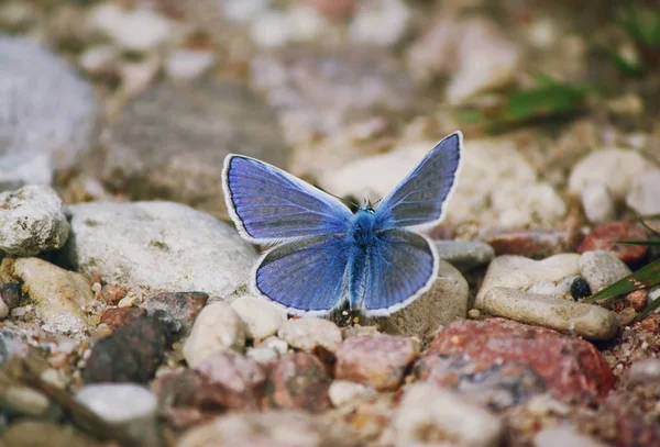Papillon Bleu Sur Sol Polyommatus Icarus Papillon Bleu Commun — Photo