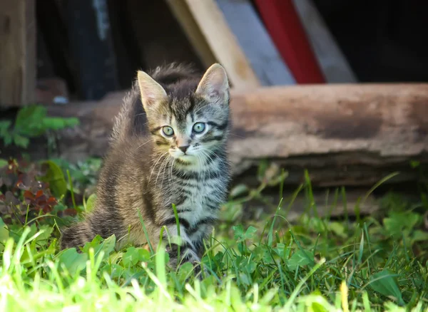 Schattig Nieuwsgierig Kleine Katje Een Boerderij Tuin — Stockfoto