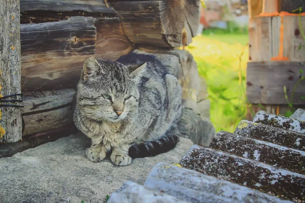 猫が通りに座って — ストック写真