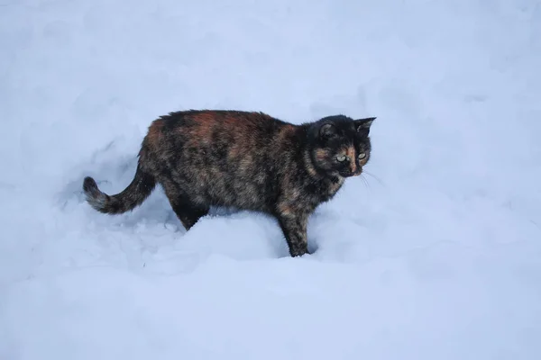 Gato Neve — Fotografia de Stock