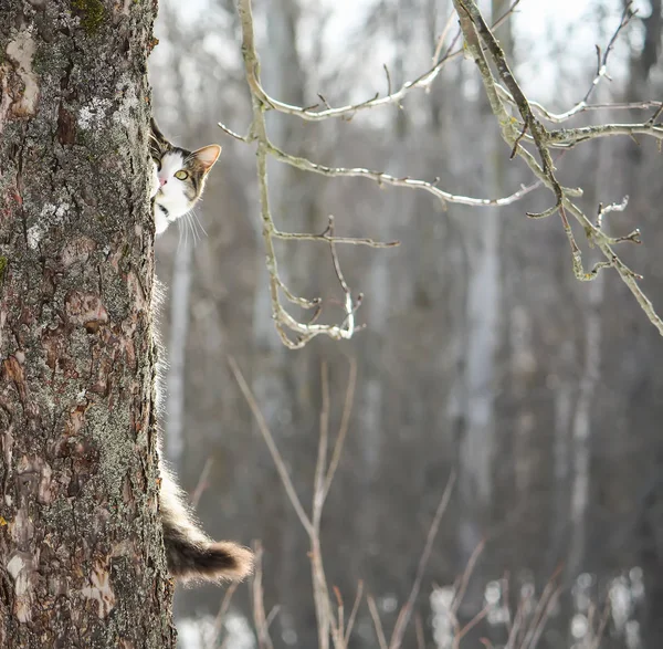Молодой Активный Кот Залезает Дерево Зимнем Парке — стоковое фото