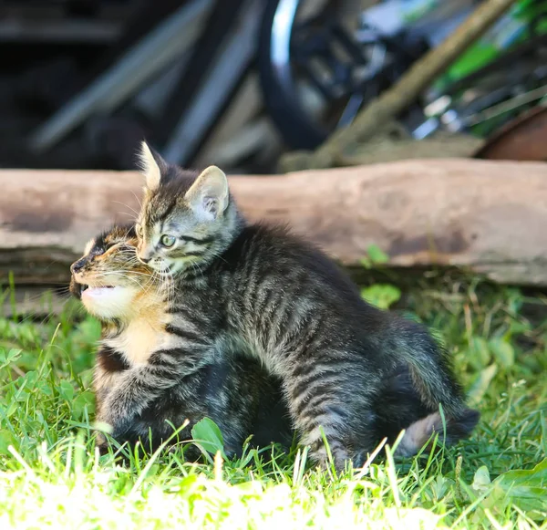愛らしい子猫遊びとともに彼女の母猫で農場ヤード — ストック写真