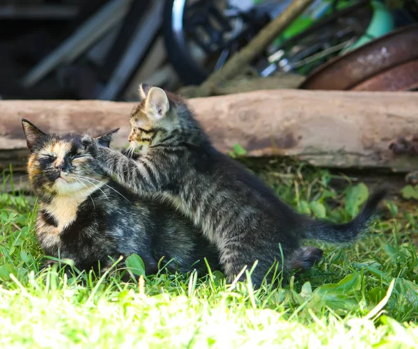 Adorable Kitten Playing Her Mother Cat Farm Yard — Stock Photo, Image