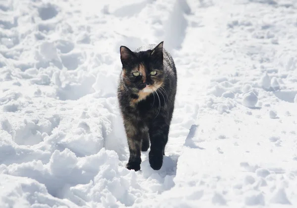 Gato Ativo Jovem Neve Dia Ensolarado Inverno — Fotografia de Stock