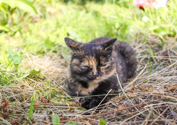 Цветная Кошка Сухой Траве Открытом Воздухе — стоковое фото