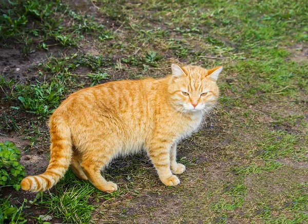 Gato Vermelho Ativo Jovem Com Olhos Verdes Fundo Grama Verão — Fotografia de Stock