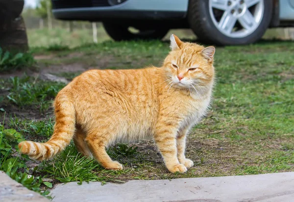 Gato Vermelho Ativo Jovem Com Olhos Verdes Fundo Grama Verão — Fotografia de Stock