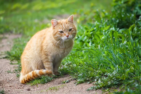Ung Aktiv Röd Katt Med Gröna Ögon Sommaren Gräs Bakgrund — Stockfoto