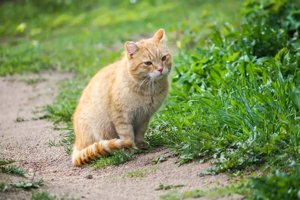 Ung Aktiv Röd Katt Med Gröna Ögon Sommaren Gräs Bakgrund — Stockfoto