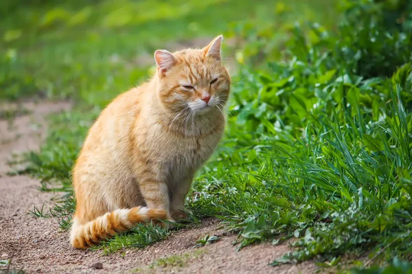 Ung Aktiv Röd Katt Med Gröna Ögon Sommaren Gräs Bakgrund — Stockfoto