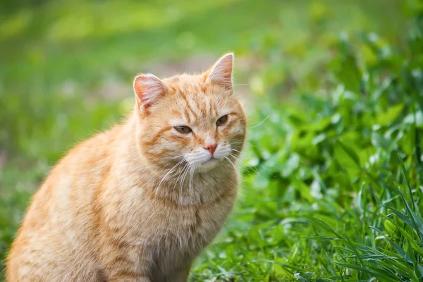 Молодая Активная Рыжая Кошка Зелеными Глазами Фоне Летней Травы Дворе — стоковое фото