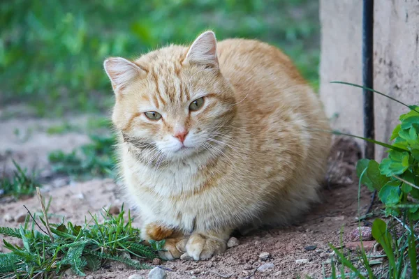 国の庭で夏草の背景に緑の目を持つ若いアクティブな赤猫 — ストック写真